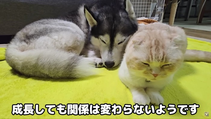 はっちゃんとじゅんちゃんが寝てる