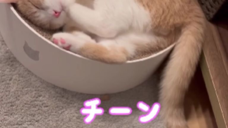 寝ている猫
