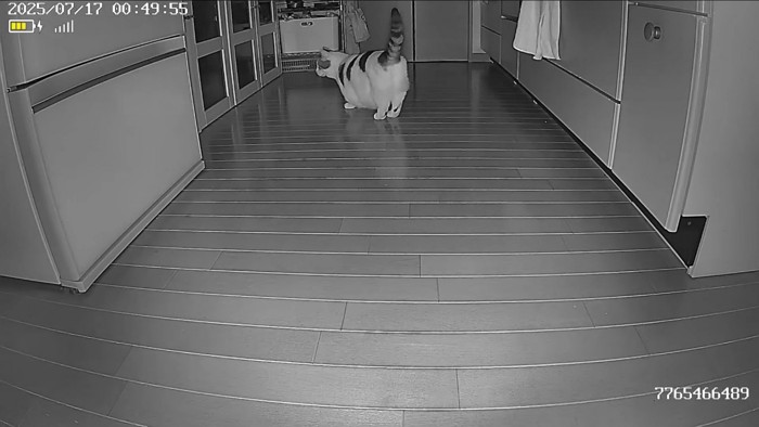 キッチンに現れた猫