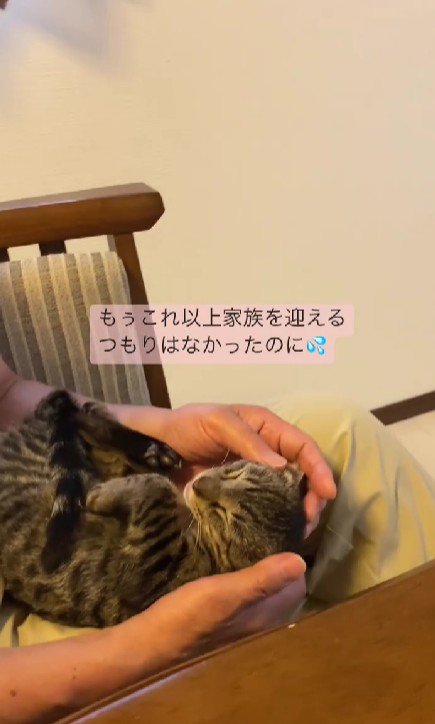 膝の上の猫