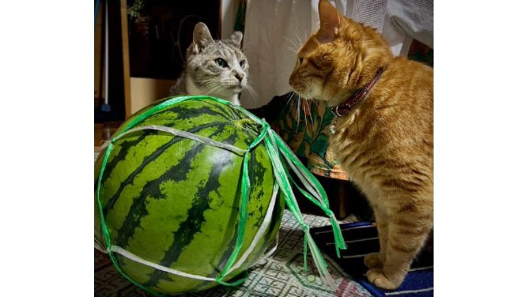 猫とスイカ
