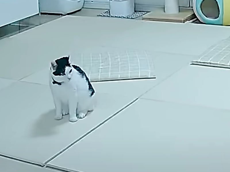リビングの猫