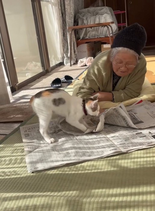 ベッドの近くにいる2匹の柴犬
