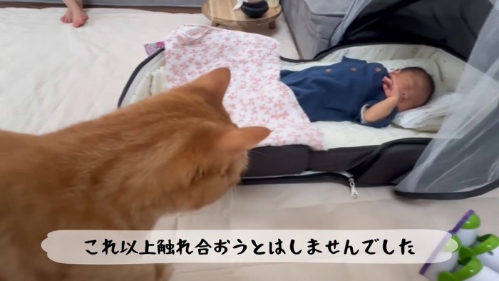 離れて赤ちゃんを見る猫