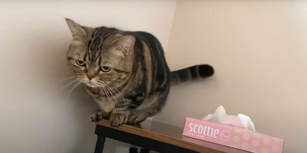 ティッシュ横キジトラ(視線下向き)