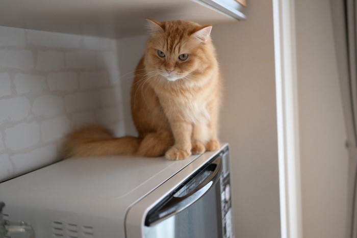 電子レンジに乗る猫