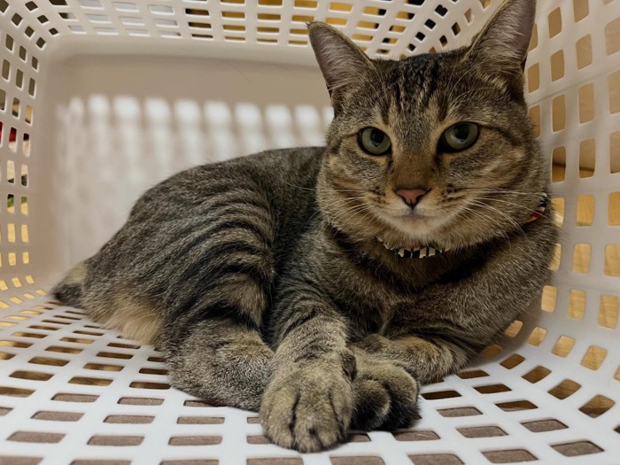 かごの中にいる猫