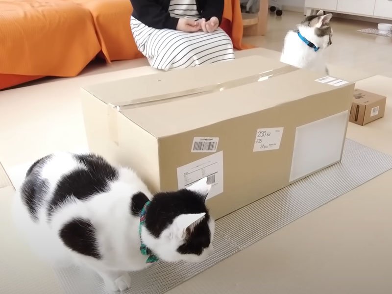 箱の脇で座る猫たち