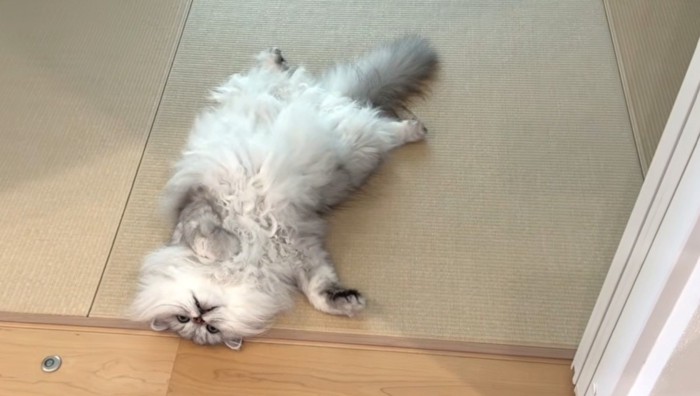 へそ天の白グレー猫