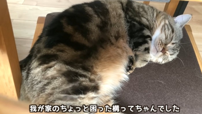 「我が家のちょっと困った構ってちゃんでした」