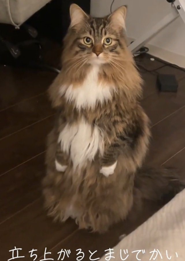 凝視する猫