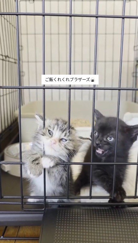 ケージにしがみついて鳴き声をあげる2匹の子猫