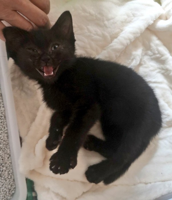 鳴いている子猫