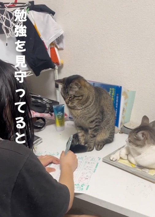 細める猫