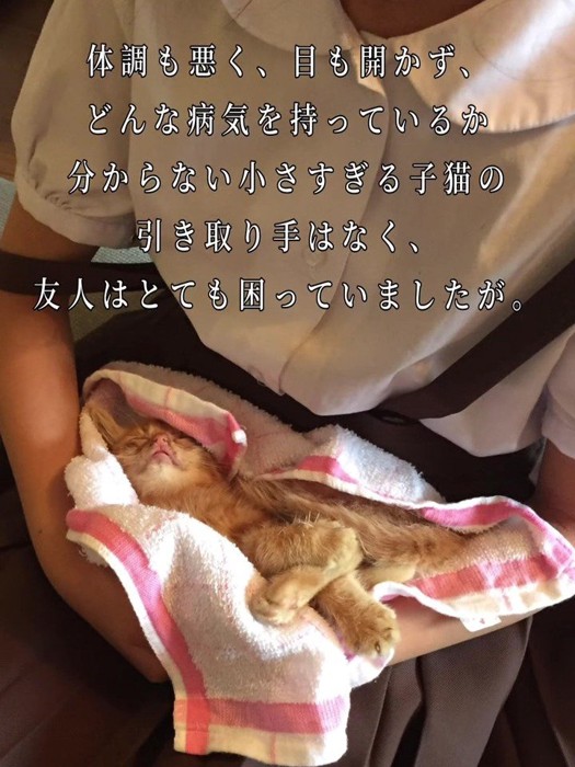 抱っこされる子猫