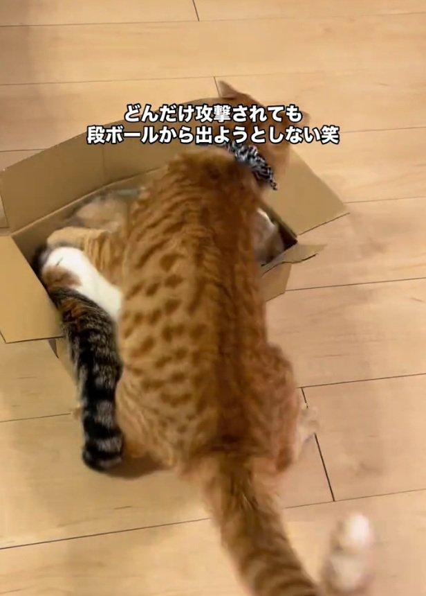 襲い掛かるだいずくん