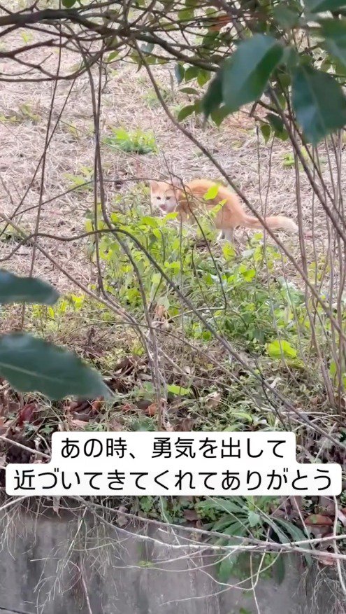 草むらを歩く猫