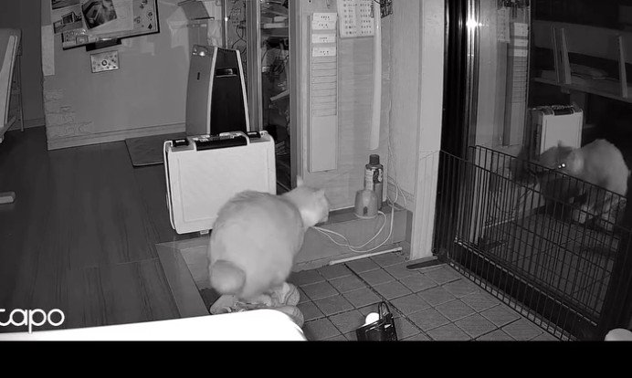 暗視カメラ、猫トイレ中（後ろ姿）