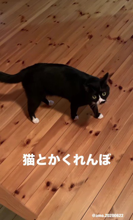 こちらを見ているあもちゃん