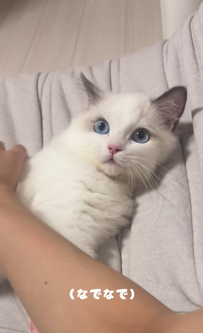 ママさんに体を撫でられる子猫