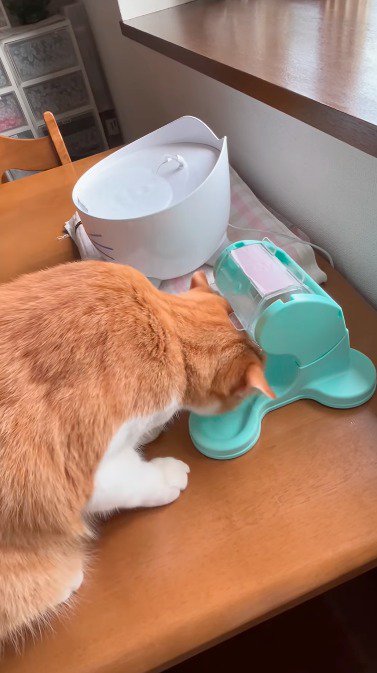 おもちゃから出てきたおやつを食べる猫