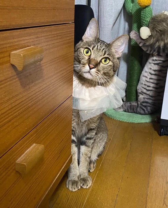 ヒラヒラの首輪をつけた猫