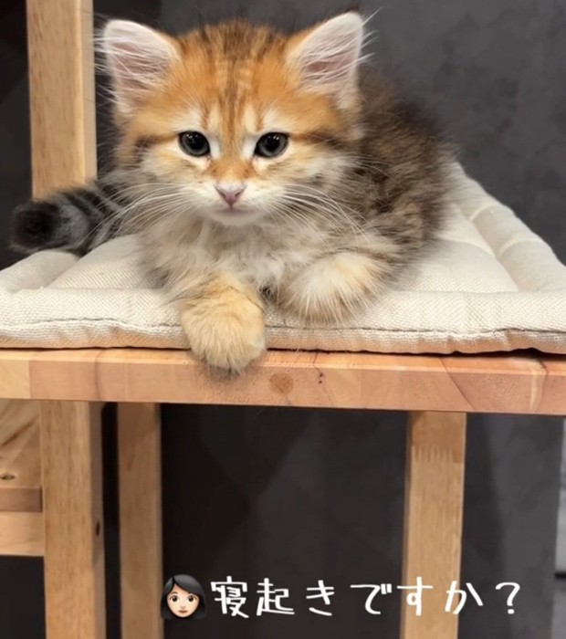 飼い主さんを見る猫