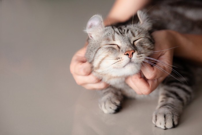 撫でられて気持ち良い猫