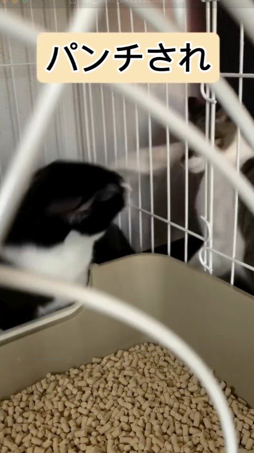 ハチワレ猫にパンチされるキジ白猫