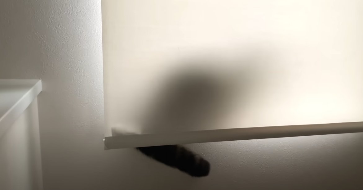 カーテンの隙間から猫のしっぽ