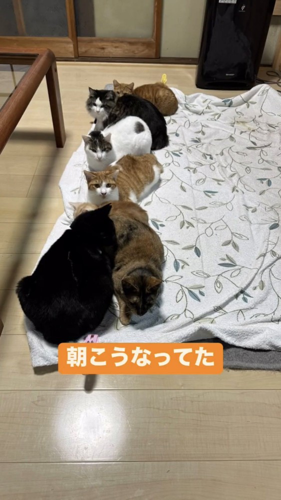 ホットカーペットでくつろぐ猫