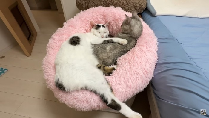 一緒に眠る2匹の猫