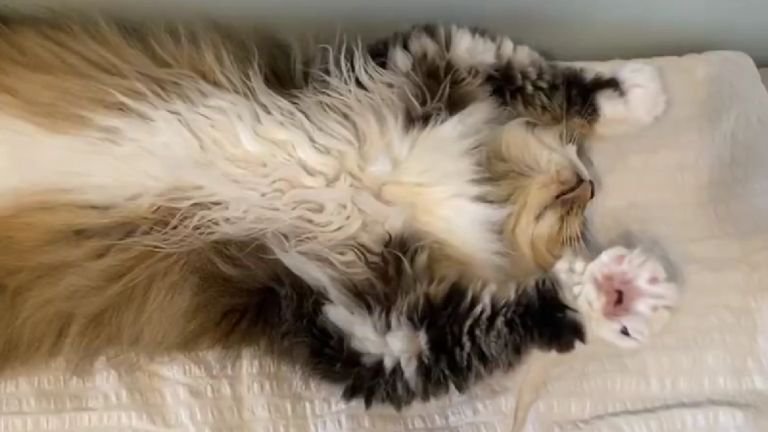 ヘソ天している猫