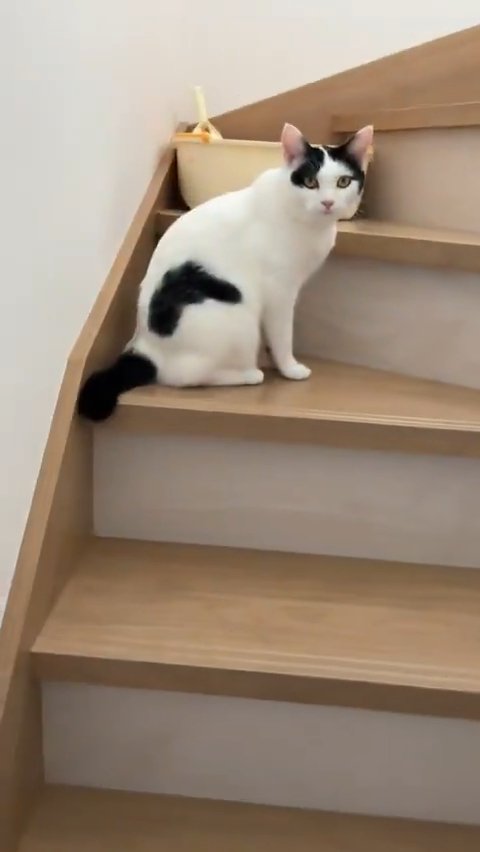 カメラ目線の猫