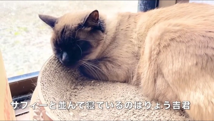 窓際で眠るシールポイント柄の猫