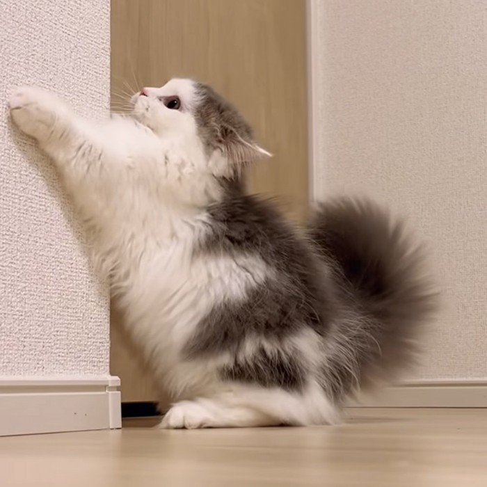 壁にしがみつく猫の写真