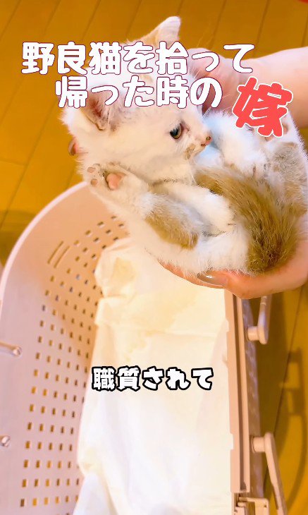 抱っこされる子猫