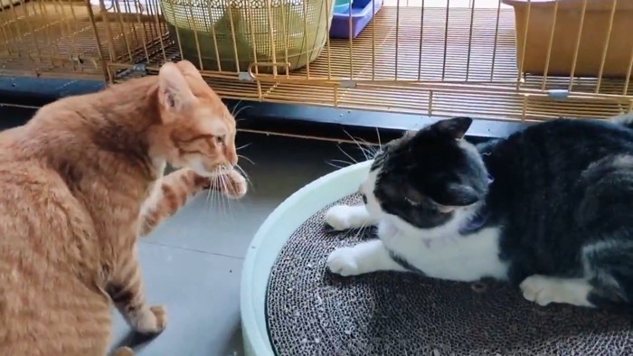 猫パンチしようとする猫