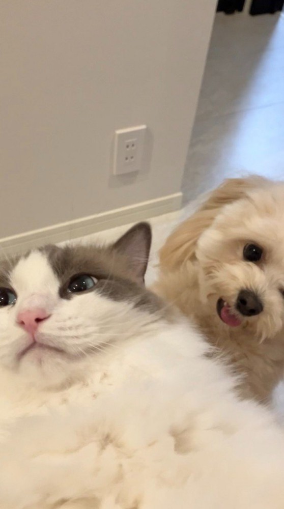 犬猫のアップ写真