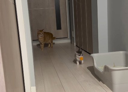 わさびくんを見守るちくわくん