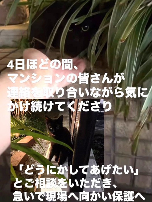 隠れている猫に近づく手