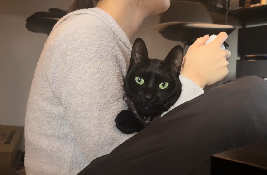 飼い主の腕の中にいる黒猫