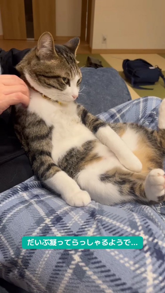 肩揉みされている猫さん