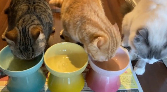 白猫のごはんを奪う茶トラ