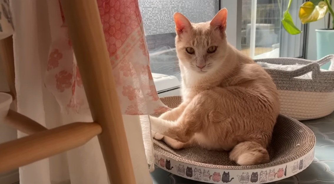 爪とぎの上に座る茶トラ猫