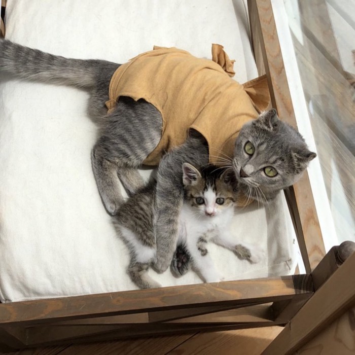 服を着た猫と子猫