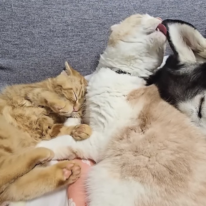 犬の耳を舐める猫の写真