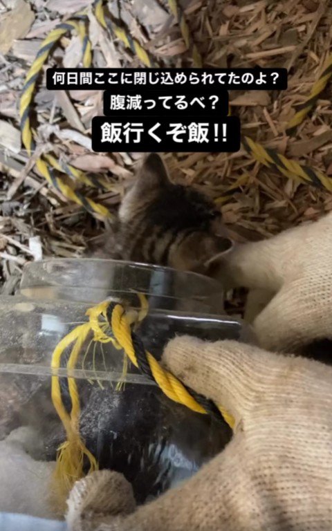 子猫を救出する場面