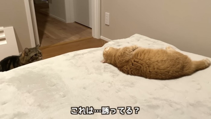 「これは...」のテロップ写真