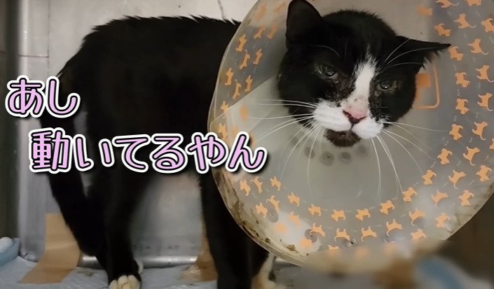 カラーをつけた猫